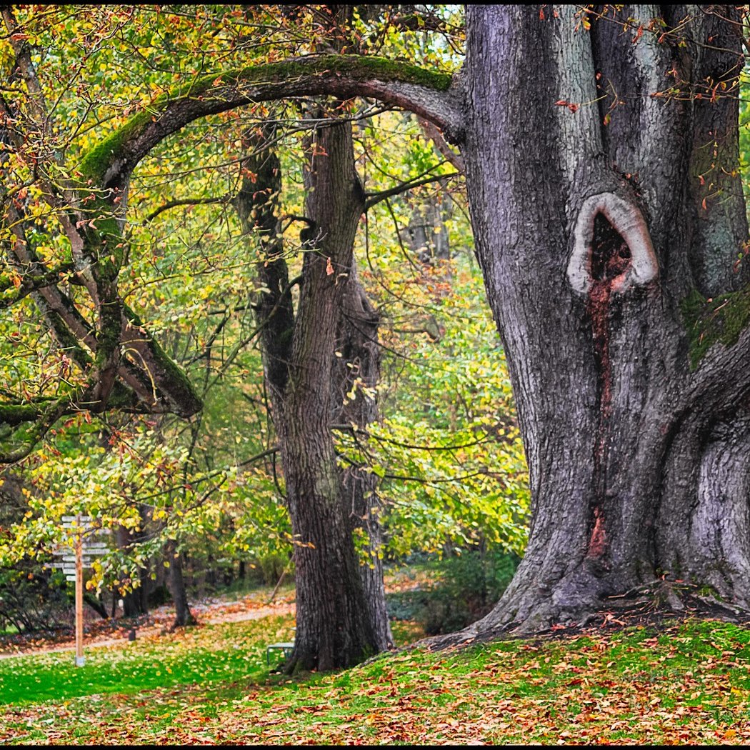 Parc boisé de la Vallée-aux-Loups 1